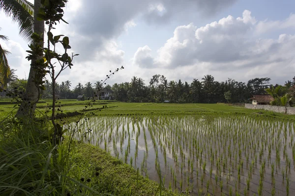 Pola ryżowe w Ubud, Bali, Indonezja — Zdjęcie stockowe