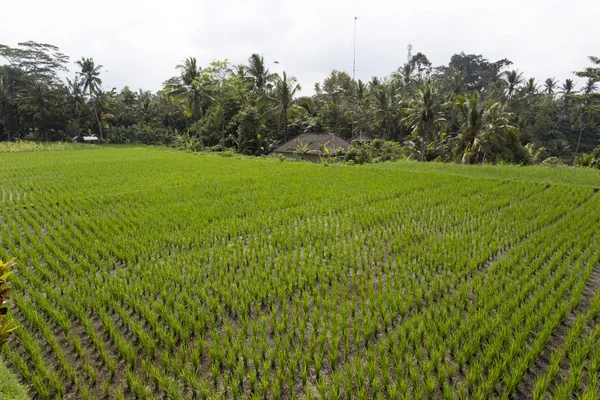 Campo de arroz en Ubud, Bali, Indonesia —  Fotos de Stock