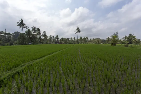 Pola ryżowe w Ubud, Bali, Indonezja — Zdjęcie stockowe