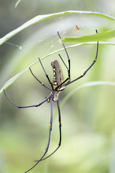 女性是金色的网蜘蛛 Nephila pilipes，印度尼西亚巴厘岛 — 图库照片