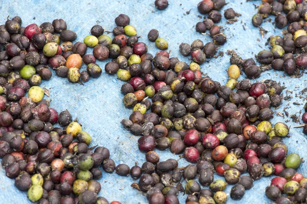 Granos de café puestos a secar al sol —  Fotos de Stock