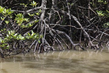 mangrov kök görünümü