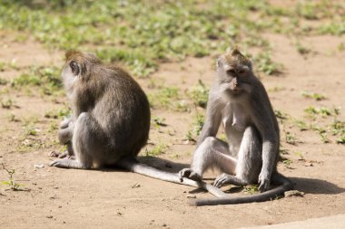 Kutsal maymun, maymun aile ubud bali Endonezya orman