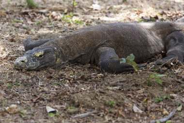 Komodo Dragon, dünyanın en büyük kertenkelesi.