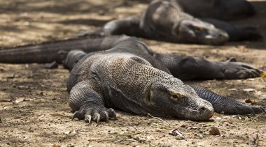 Komodo Dragon, dünyanın en büyük kertenkelesi.