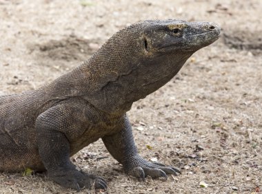 Komodo Dragon, dünyanın en büyük kertenkelesi.