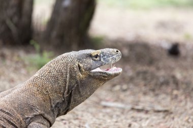 Komodo Dragon, dünyanın en büyük kertenkelesi.