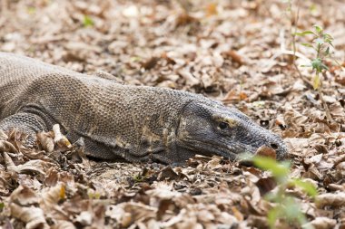 Komodo Dragon, dünyanın en büyük kertenkelesi.
