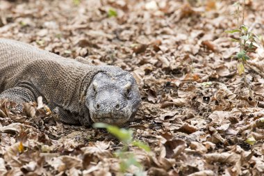 Komodo Dragon, dünyanın en büyük kertenkelesi.