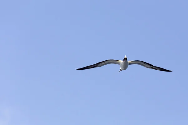 Måsen flyger högt upp i himlen — Stockfoto