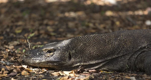 Komodo Dragon, dünyanın en büyük kertenkelesi. — Stok fotoğraf