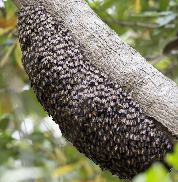 Colmena de abejas de miel — Foto de Stock