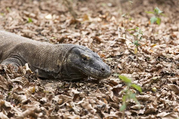 Komodo Dragon, le plus grand lézard du monde — Photo