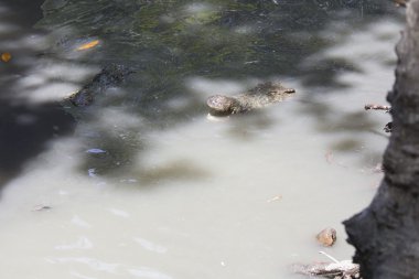 Ağzı açık timsah.