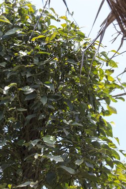  Kamboçya'daki çiftliğinde taze biber