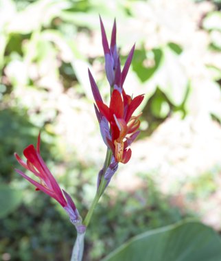 parlak kırmızı orkide