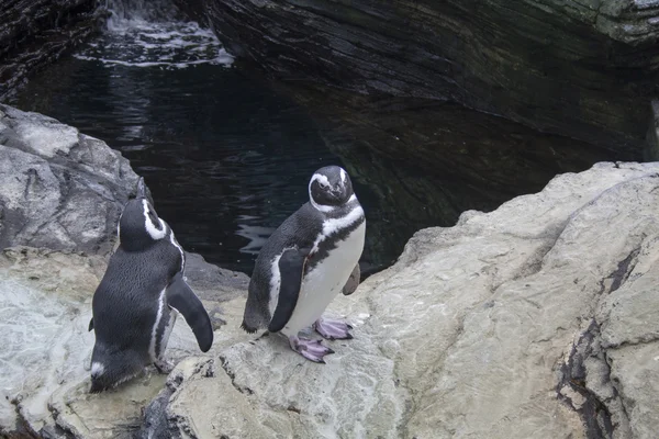 Twee pinguïns bekijken — Stockfoto