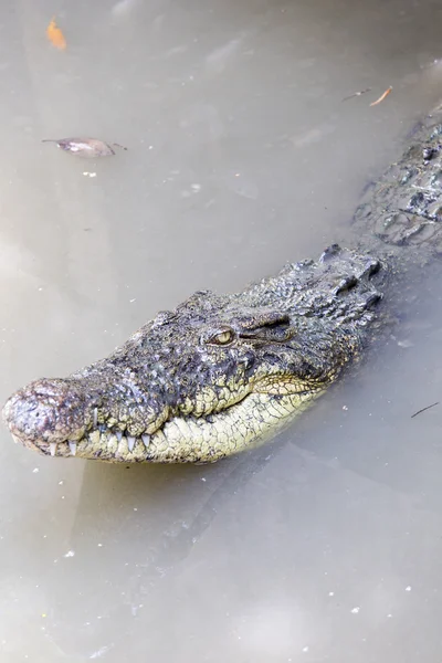 Crocodile in the lake — Stock Photo, Image