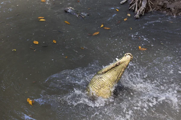 Krokodil swollowing een vis — Stockfoto