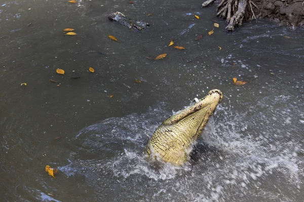 Cocodrilo hinchando un pez — Foto de Stock