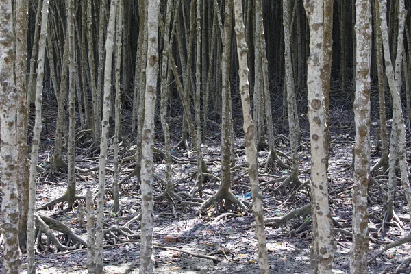 Сложность корневой системы мангровых деревьев — стоковое фото