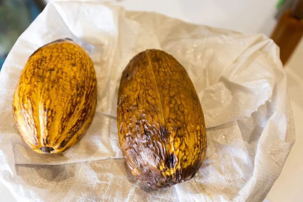 Kakao bakla görünümü — Stok fotoğraf