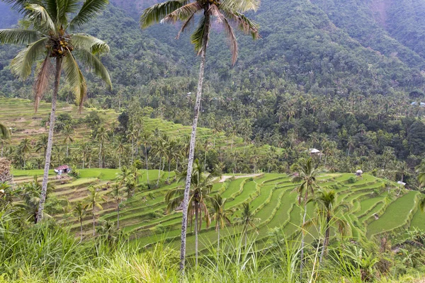 Panorama de hermosas terrazas de arroz —  Fotos de Stock