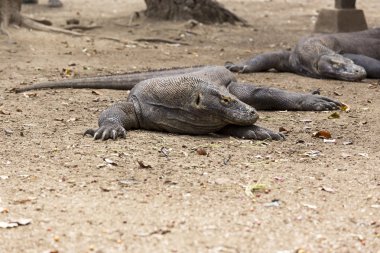 Komodo dragon görünümü