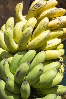 banana on tree