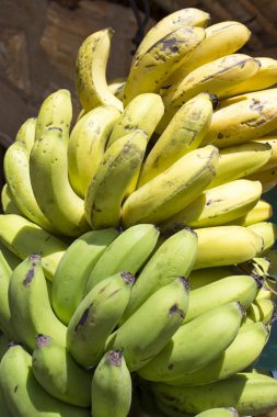 banana on tree 