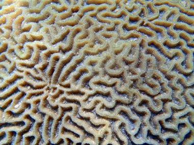 yakın çekim beyin mercan 