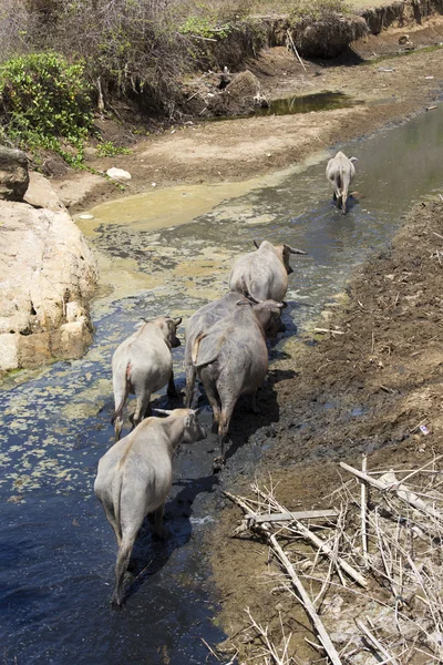 Buffalo met riverside in Indonesië — Stockfoto