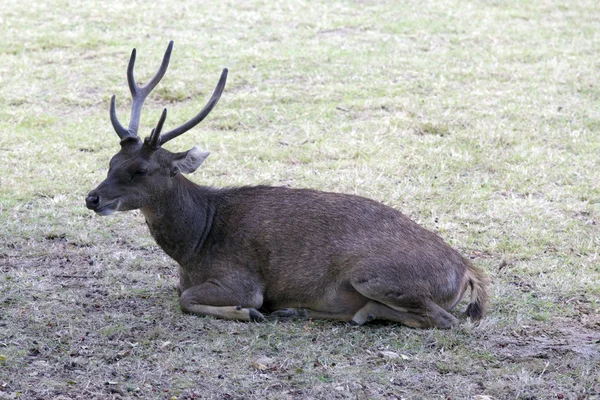 Mooi beeld van red deer — Stockfoto