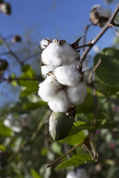 Open cotton boll and closed one with leaves on the branch — Stock Photo, Image