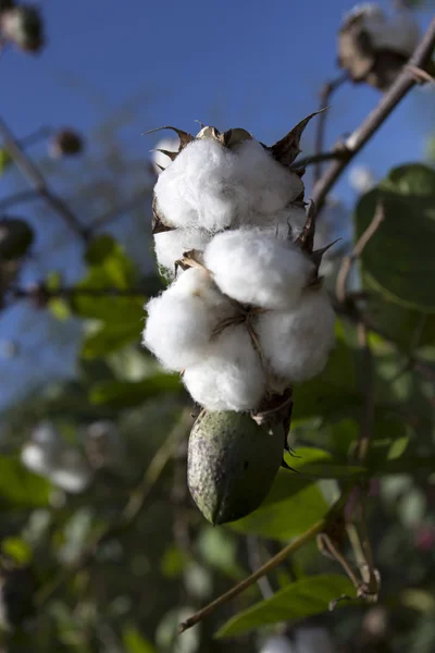Open cotton boll and closed one with leaves on the branch — Stock Photo, Image