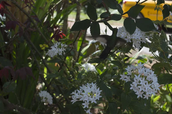 Fliegende colibri in kuba — Stockfoto