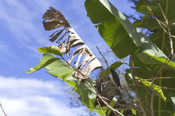 Colibri en un tres — Foto de Stock