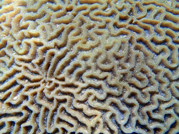 yakın çekim beyin mercan 