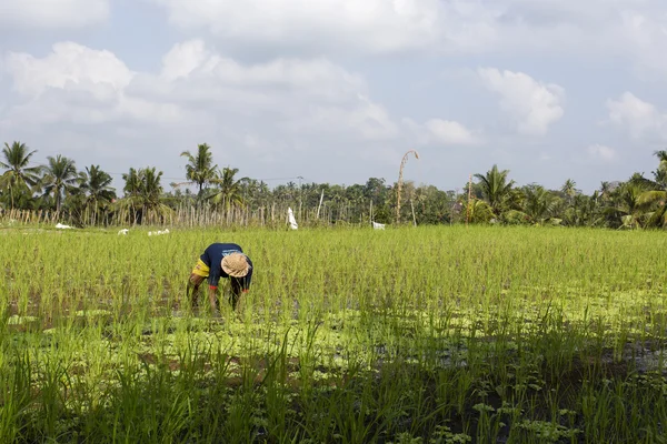 Agricultor en la granja de arroz —  Fotos de Stock