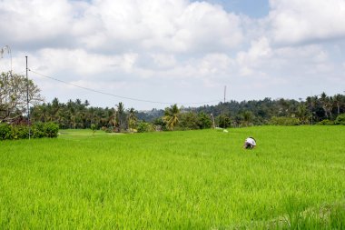 Pirinç çiftlik çiftçi
