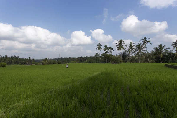 Agricultor trabajando en un campo de arroz cerca de Ubud, Indonesia —  Fotos de Stock