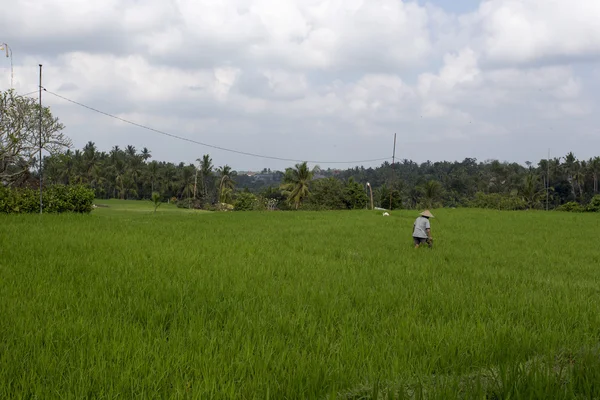 Agricultor trabajando en un campo de arroz cerca de Ubud, Indonesia — Foto de Stock