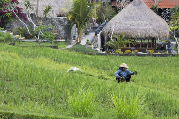 Agricultor en la granja de arroz —  Fotos de Stock
