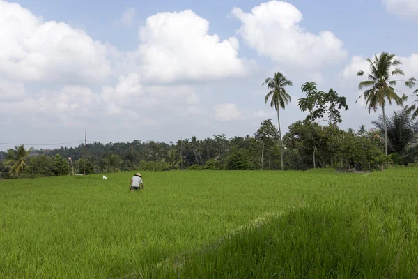Agricultor trabajando en un campo de arroz cerca de Ubud, Indonesia —  Fotos de Stock