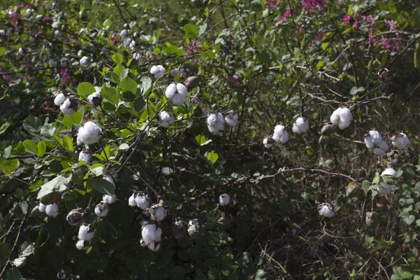 Closeup of cotton plant — Stock Photo, Image
