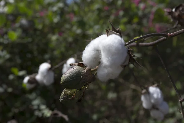 closeup of cotton plant