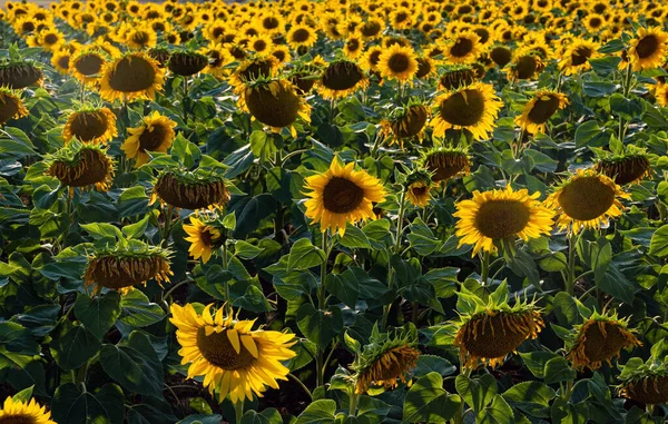 Campo Girassóis Grécia Verão — Fotografia de Stock