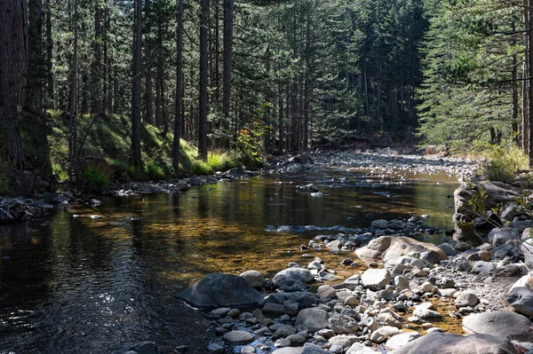 Krajina Lesem Řekou Aoos Údolí Valia Calda Severním Řecku Stock Snímky