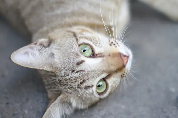 Kedi yolda komik — Stok fotoğraf