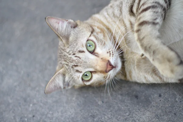 Kedi yolda komik — Stok fotoğraf
